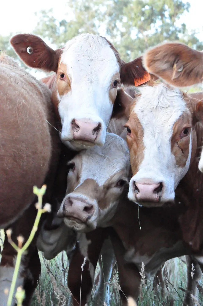 producción de lácteos en Lugo
